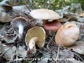 Gomphidius roseus-amf846-avec suillus bovinus